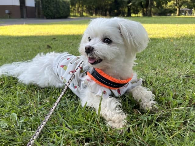 ペット 犬 マルチーズ